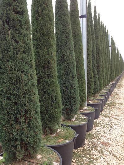 CIPRESSO TOSCANO COLTIVAZIONE E VENDITA